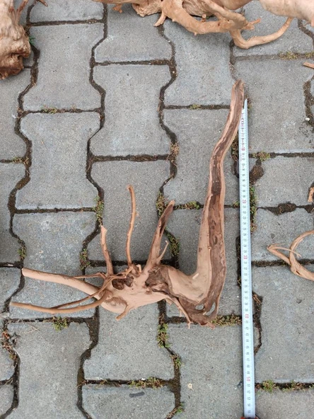 Yati Kökü Bağ 35-45 cm - Resim 5
