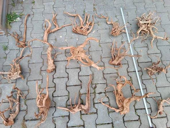 Çöl Kütüğü Bağ 35-45 cm - Resim 4