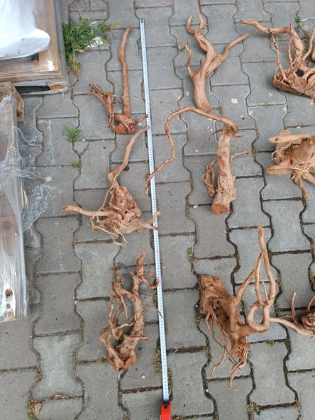 Yati Kökü Bağ 35-45 cm ürün görseli 1