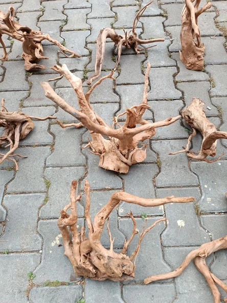 Yati Kökü Bağ 35-45 cm - Resim 7