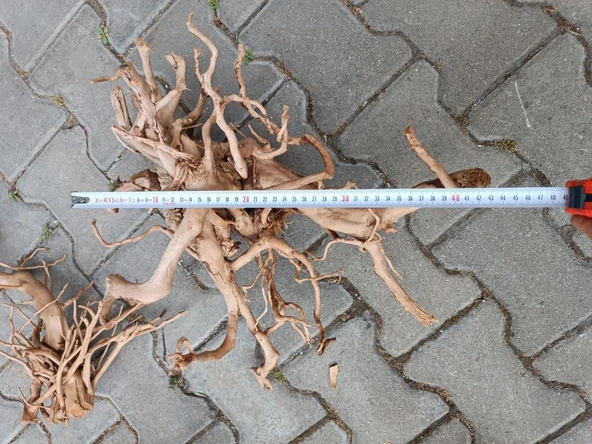 Yati Kütüğü Bağ 35-45 cm - Resim 6