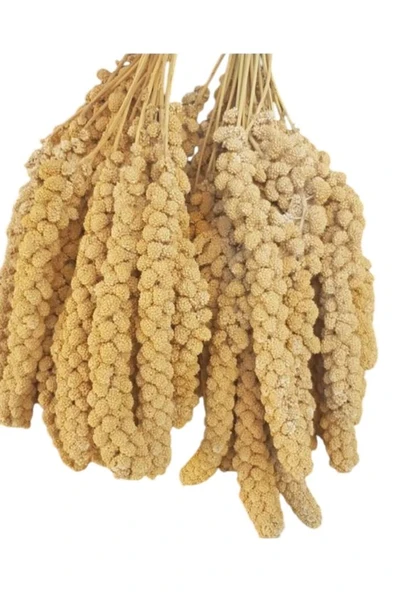 Kuşlar İçin Ak Dal Darı 1000 GR - Resim 2
