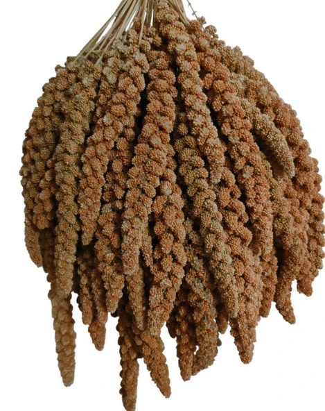 Kuşlar İçin Kızıl Dal Darı 150 gr ürün görseli 1