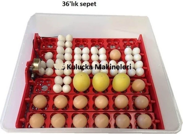 Efe 72 Multifonsiyonel Kuluçka Makinesi - Resim 4