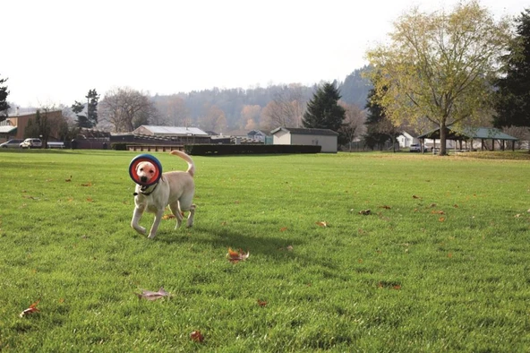 Chuckit! Fetch Wheel Oyun Halkası - Resim 4