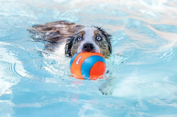 Chuckit! Suda Batmayan Mega Köpek Oyun Topu - Resim 2