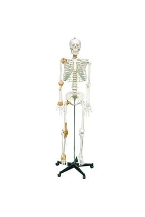 Medikaltec Tam Iskelet Maketi 170Cm Mode - Medikaltec Tam Iskelet Maketi 170Cm Model ürün görseli 1