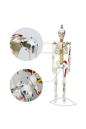 Medikaltec Tam İskeletMaketi 85 cm Model - Medikaltec Tam İskeletMaketi cm Model 7 ürün görseli 1