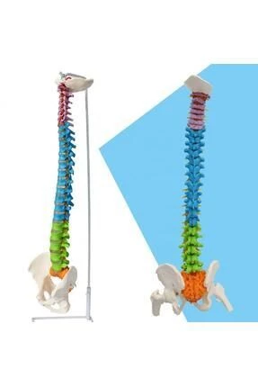 Medikaltec Omurga Maketi85 Cm Model 19 – - Medikaltec Omurga Maketi85 Cm Model ürün görseli 1