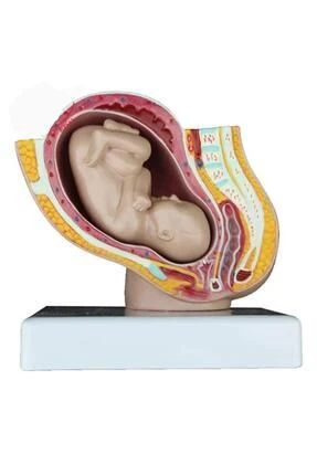 Medikaltec Doğum VeGebelik Maketi Küçük  - Medikaltec Doğum VeGebelik Maketi Küçük Boy ürün görseli 1