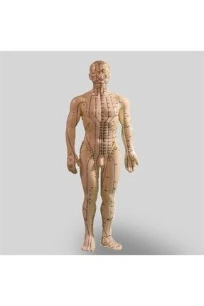 Medikaltec Akupunktur InsanModeli Tam Bo - Medikaltec Akupunktur InsanModeli Tam Boy Cm ürün görseli 1