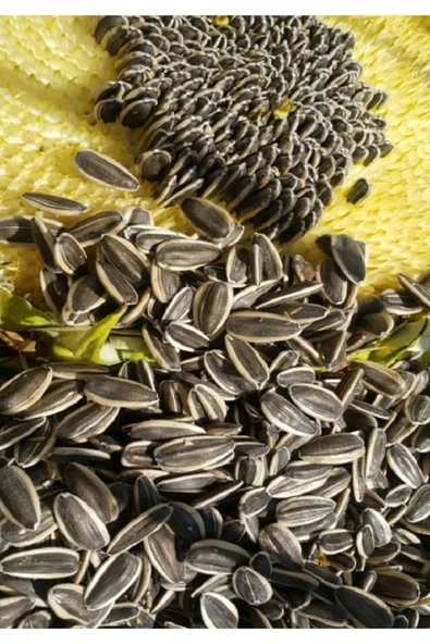 Ankara Yem Evi Alaca Çekirdek (küçük Tane) 250 Gr ürün görseli 1
