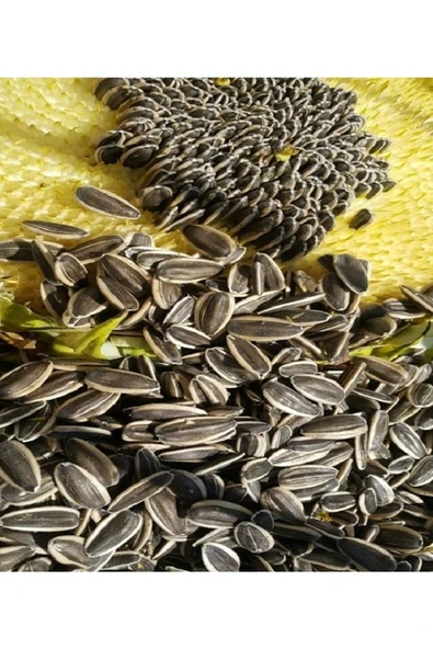 Ankara Yem Evi Küçük Alaca Çekirdek  500 gr ürün görseli 1