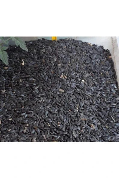 Papağan Siyah Çekirdek Yemi Kuş Yemi 1 kg ürün görseli 1