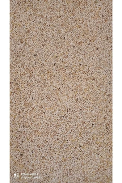 Ak Darı Kuş Yemi 1 Kg - Resim 2