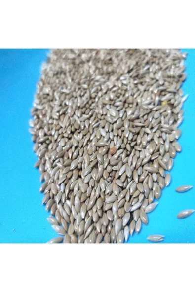 Vivid Aspur Saka Kanarya Yemi 2 Kg ürün görseli 1