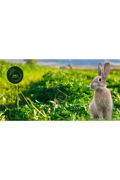 Canbay Doğal Ürünler DOĞAL KURU YONCA KEMİRGEN OTU-TAVŞAN-GİNEPİG-HAMSTER 2500 Gr ürün görseli 1