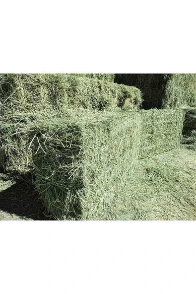 Canbay Doğal Ürünler  3 kg Kuru Yonca Otu, Kemirgen Otu (CHİNCHİLLA, TAVŞAN, GİNEPİG, HAMSTER İÇİN) ürün görseli 1