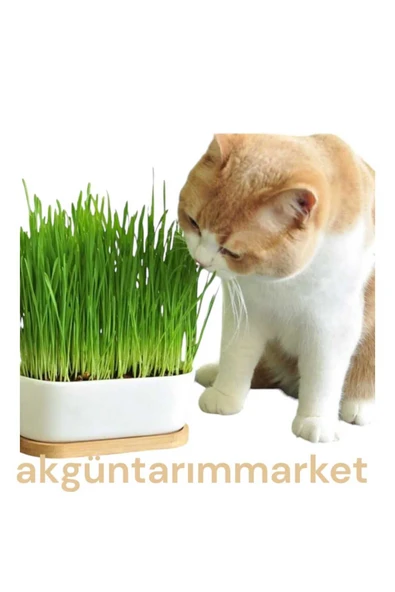 Akgün Tarım Kedi Çimi Için Doğal Buğday Tohumu 500 Gr ürün görseli 1