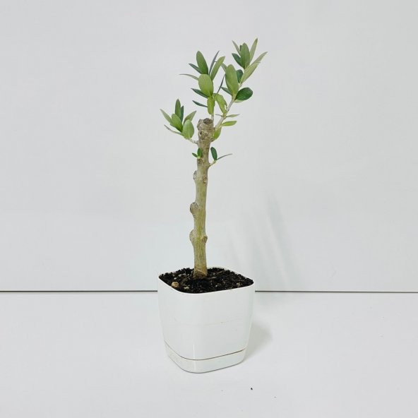 Ücretsiz Kargo Saksıda Minyatür Bonsai Yapımına Uygun Hediyelik Zeytin Fidanı (Lüx Saksı) ürün görseli 1