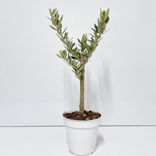 Ücretsiz Kargo Saksıda Minyatür Bonsai Yapımına Uygun Hediyelik Zeytin Fidanı 13lük Saksı ürün görseli 1
