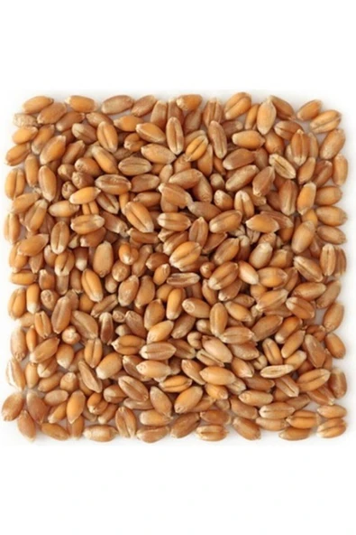 EKBERA -  Yemlik Buğday 25 Kg - Kuş-tavuk-kaz-ördek, Kanatlı Yemi ürün görseli 1
