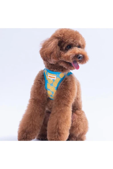 Pawstar Citrus Air-mesh Göğüs Tasması Kedi Köpek Göğüs Tasması Narenciye Desenli Köpek Tasması ürün görseli 1