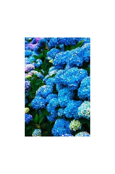 Hydrangea Mocnophylla Koyu Mavi Canlı Ortanca Çiçeği Fidanı 10-20 cm ürün görseli 1