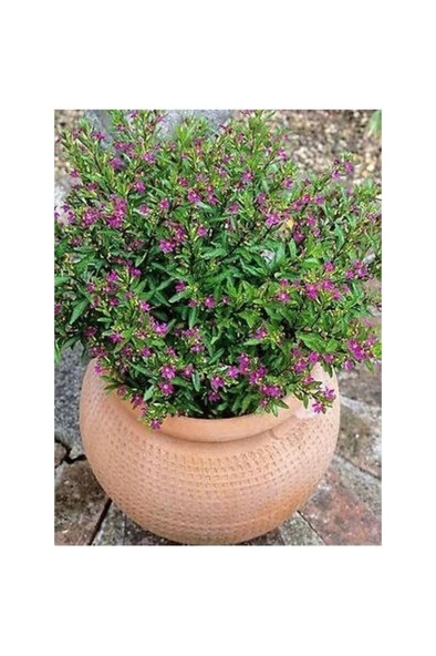 Kufeya Cennet Çiçeği Mor Cuphea Hyssopifolia 10-20 cm ürün görseli 1