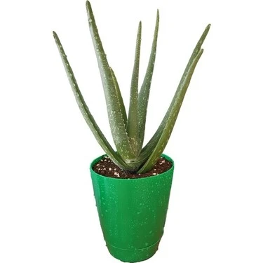Aloe Vera Bitkisi Fidanı 10-20 cm ürün görseli 1