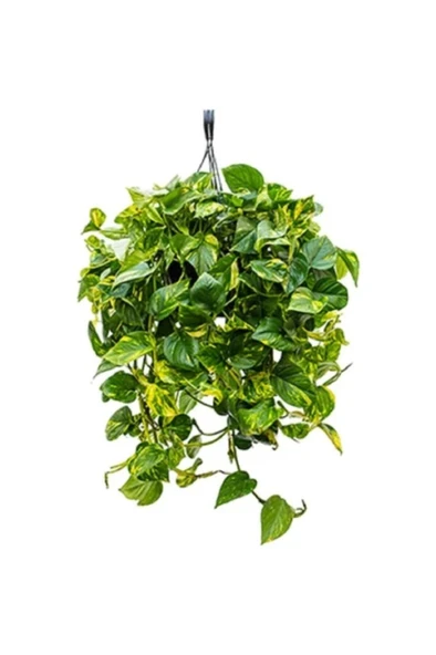 Pothos Sarmaşığı Epipremnum Aureum Bitkisi 10-20 cm ürün görseli 1