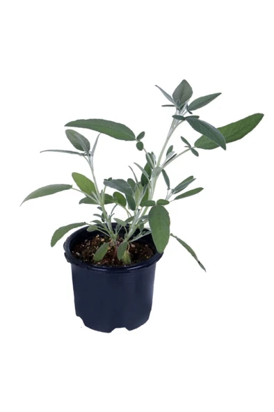 Adaçayı Bitkisi Fidanı Saksılı Salvia Officinalis 10-20 cm ürün görseli 1