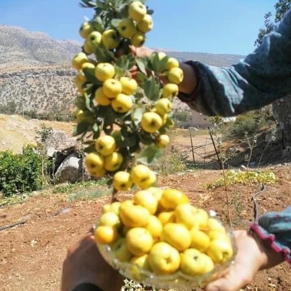 Tüplü Aşılı İri Meyveli Sarı Alıç Fidanı (20-40 Cm) ürün görseli 1