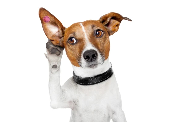 Köpek Kulak Küpesi Yuvarlak Model ürün görseli 1