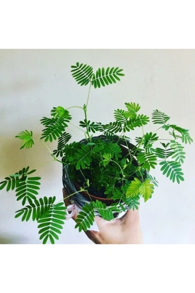 Küstüm Çiçeği (Mimosa Pudica) 10-20 cm ürün görseli 1