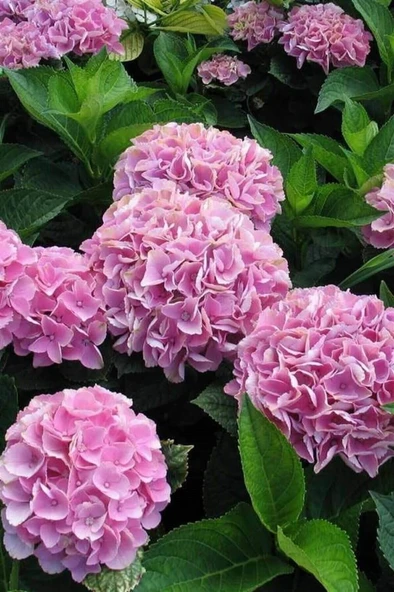 Ortanca Fidanı Pembe 10-20 cm ürün görseli 1