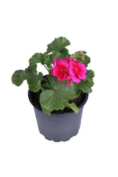 Sardunya Çiçeği Fidanı - Pelargonium - Koyu Pembe Renk 10-20 Cm ürün görseli 1