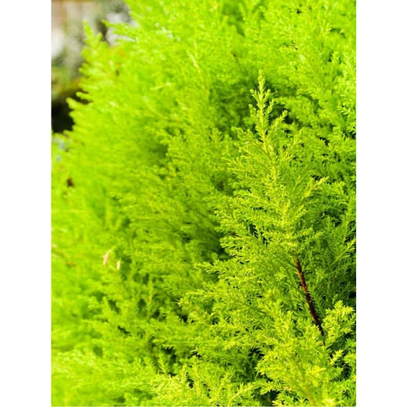 Limoni Servi Limon Çamı Cupressus Macrocarpa 30-50 cm - Resim 2
