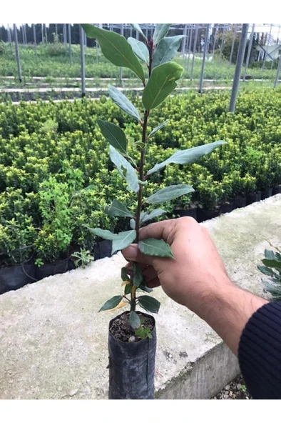 Defne Fidanı 15-25 cm ürün görseli 1