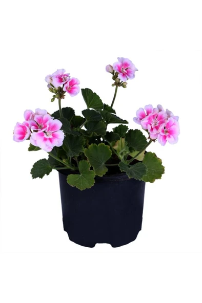 Sardunya Çiçeği Fidanı - Pelargonium - Açık Pembe Renk 10-20 Cm ürün görseli 1