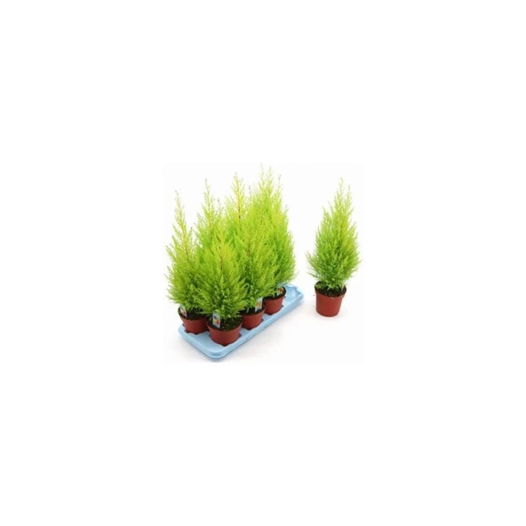 Limon Çamı Servi Fidanı 30-60 cm - Resim 3