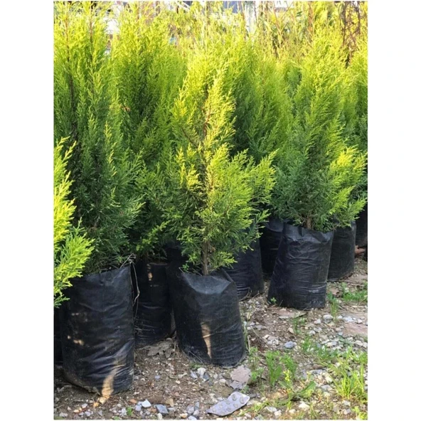 Limoni Servi Limon Çamı Cupressus Macrocarpa 30-50 cm - Resim 4
