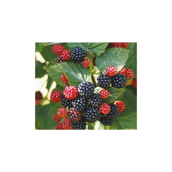 Jumbo Böğürtlen Fidanı Açık Kök 40-80 cm ürün görseli 1