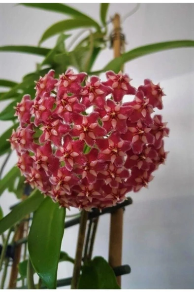 Mum Çiçeği Kırmızı Hoya Carnosa Kokulu 10-20 cm ürün görseli 1