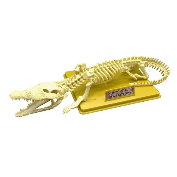 YUMURCAK TOYZ Timsah İskeleti Bilim Seti Kız Erkek Çocuk Oyuncak Eğitici Oyuncaklar ürün görseli 1