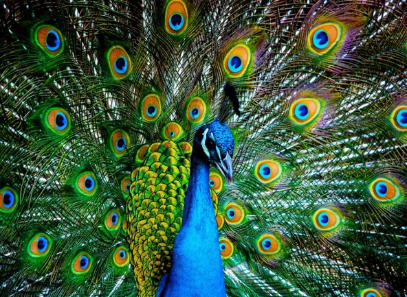 Nova Puzzle 41113 Kur Zamanı 1000 Parça Puzzle ürün görseli 1