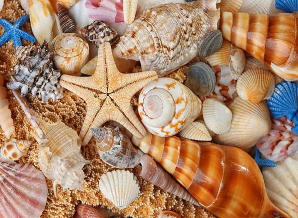 Nova Puzzle Kumsaldan Bana Kalanlar 1000 Parça Puzzle ürün görseli 1