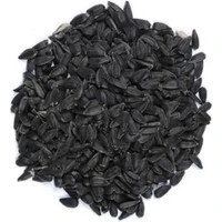 Sıyah Çekırdek Küçük Paraket Çekirdeği 1 Kg ürün görseli 1