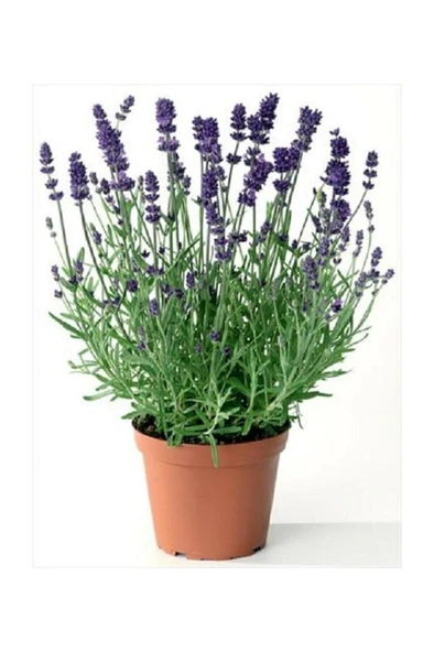 Lavanta Fidanı Fidesi 10-20 cm ürün görseli 1