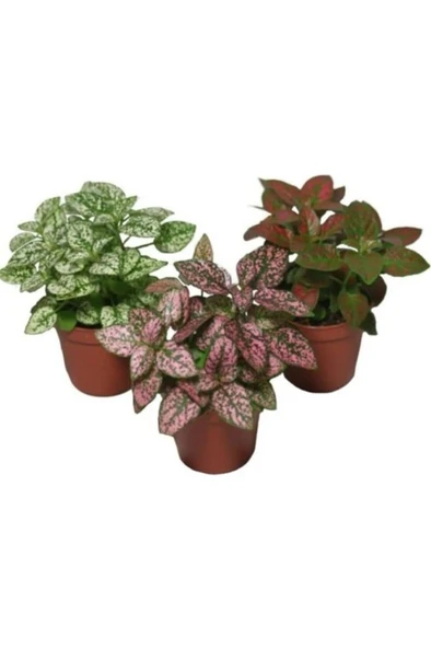 Hypoestes Hostes Çiçeği Fidanı 10-20 cm - Resim 4